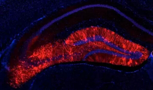 beat365在线体育app