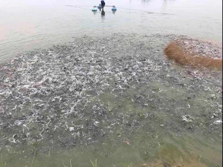 beat365在线体育app