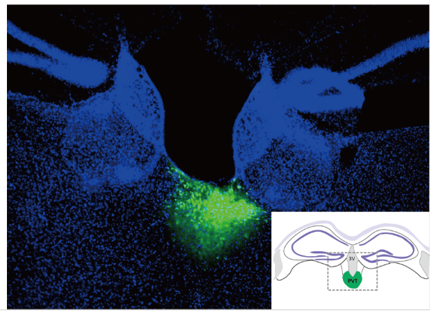beat365在线体育app