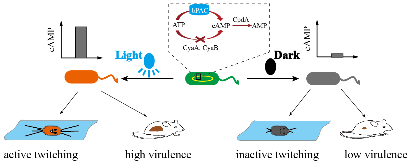 beat365在线体育app