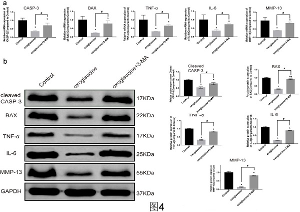 beat365在线体育app