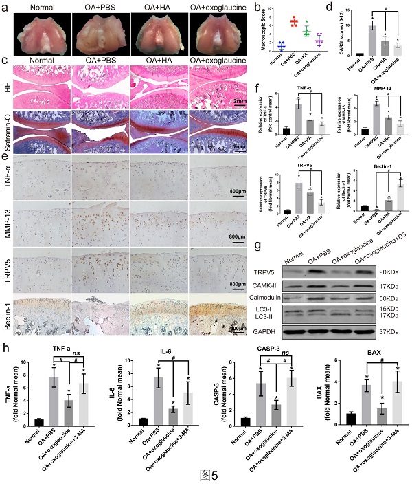 beat365在线体育app