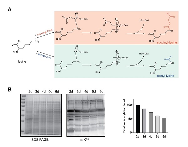 beat365在线体育app