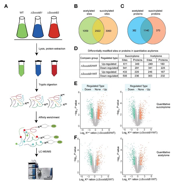 beat365在线体育app
