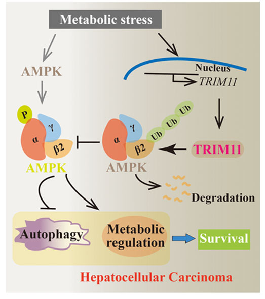 beat365在线体育app