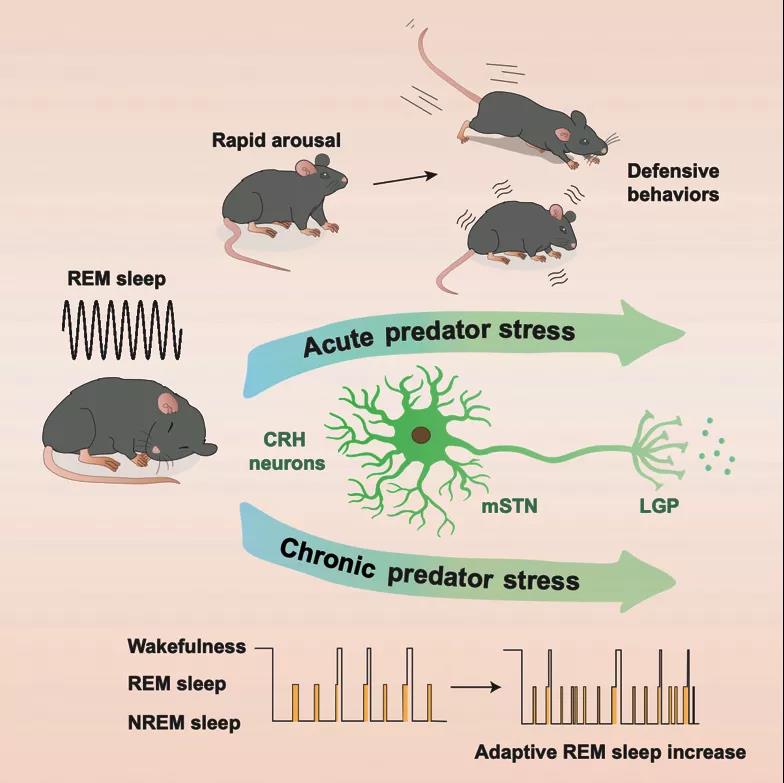 beat365在线体育app