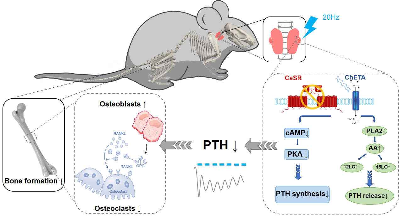beat365在线体育app