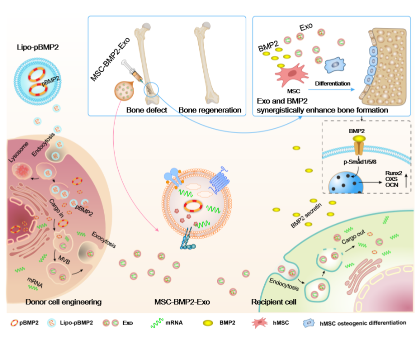 beat365在线体育app