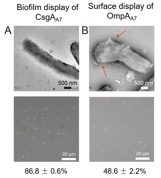 beat365在线体育app