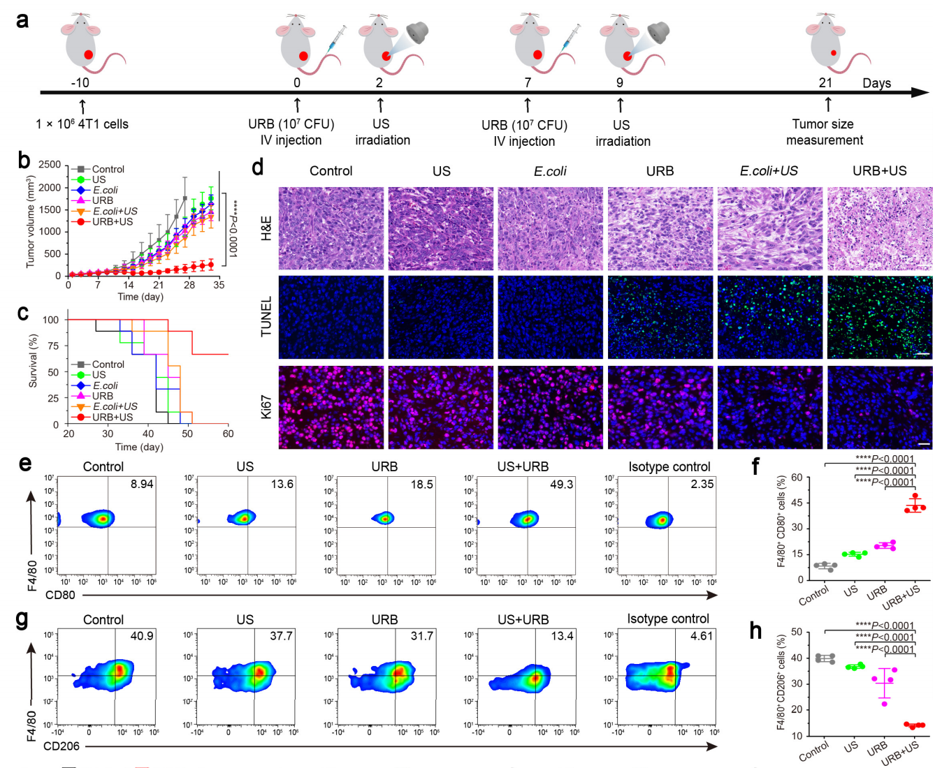 beat365在线体育app