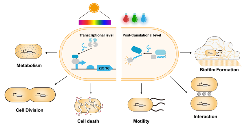 beat365在线体育app