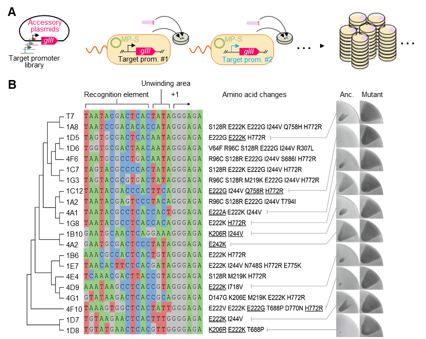 beat365在线体育app
