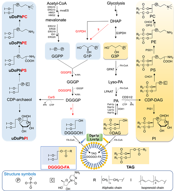 beat365在线体育app