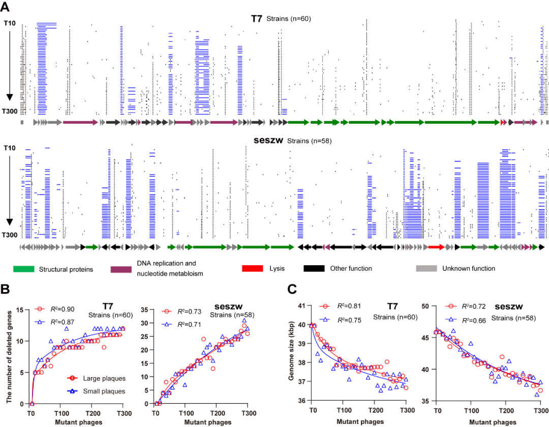 beat365在线体育app