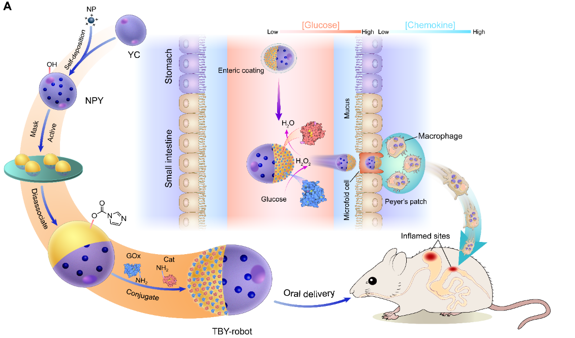 beat365在线体育app