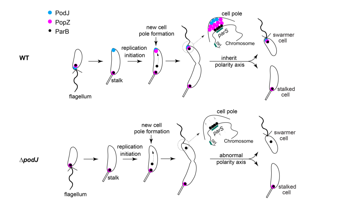beat365在线体育app