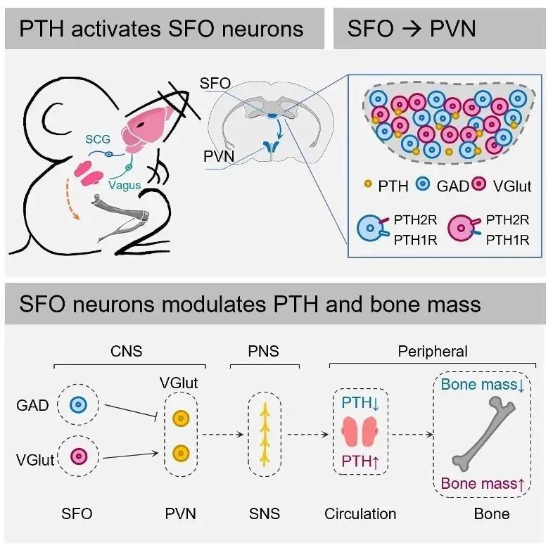 beat365在线体育app