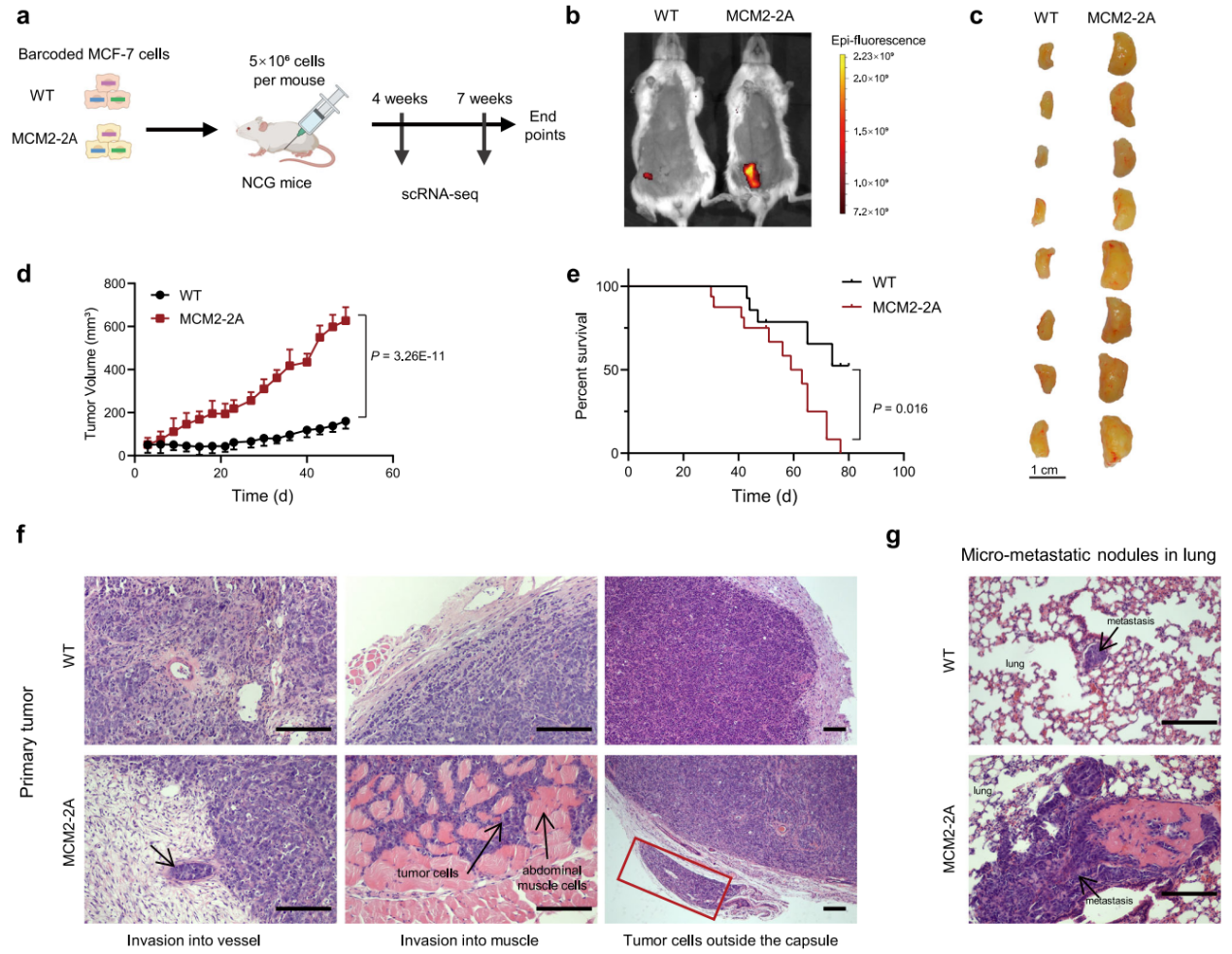 beat365在线体育app