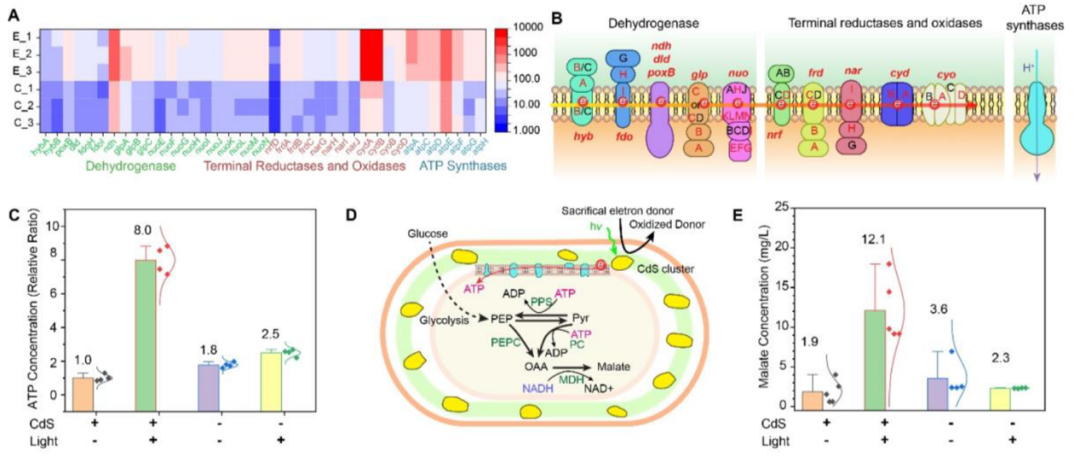 beat365在线体育app