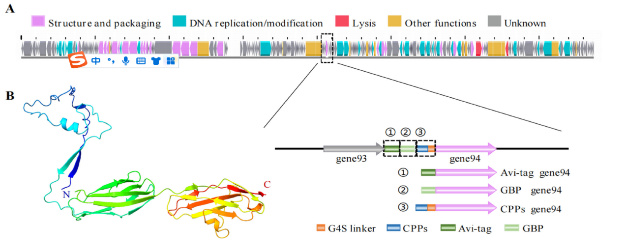 beat365在线体育app