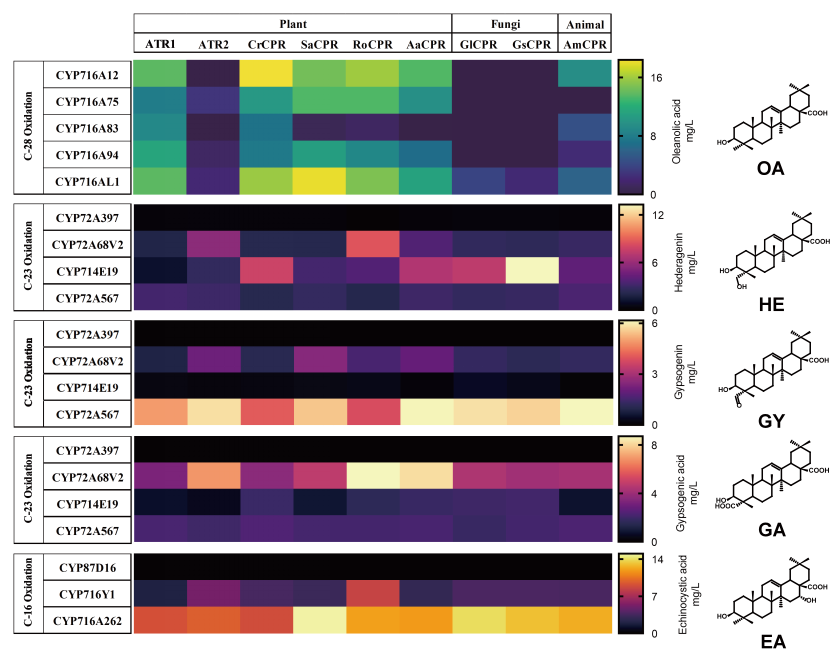 beat365在线体育app