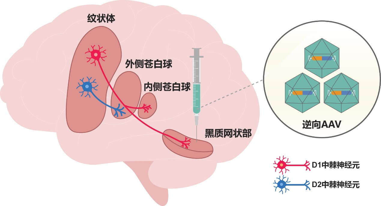 beat365在线体育app