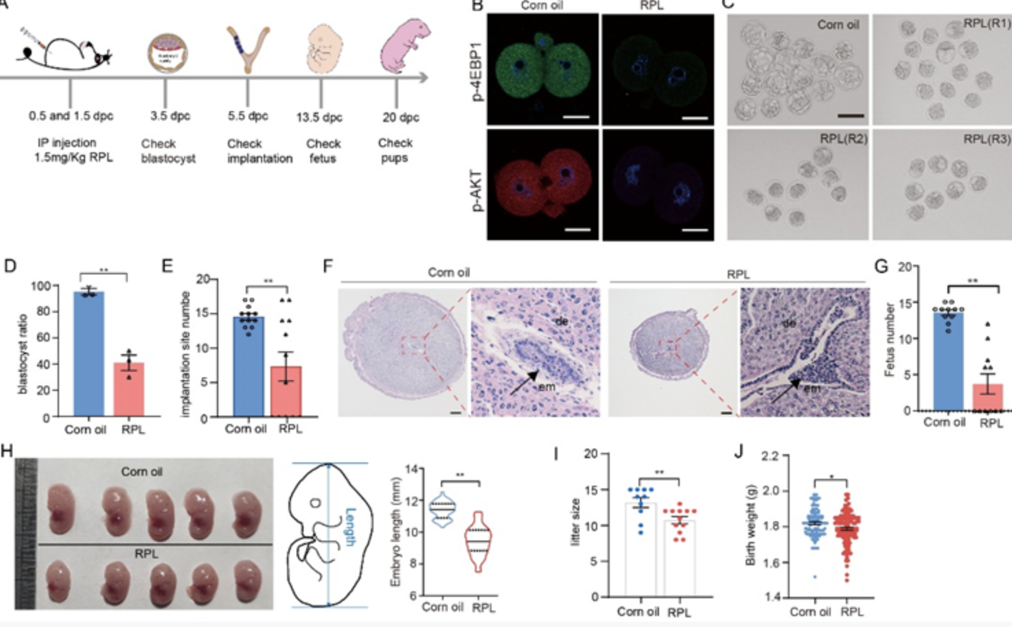 beat365在线体育app