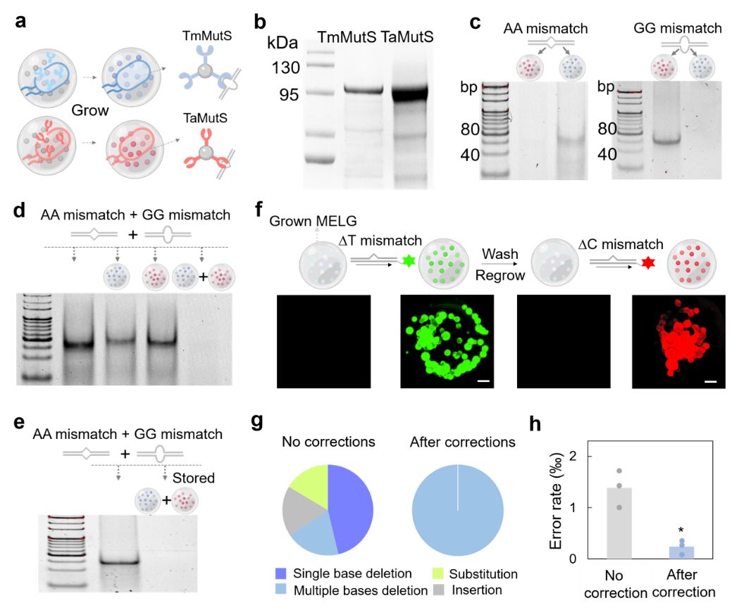 beat365在线体育app