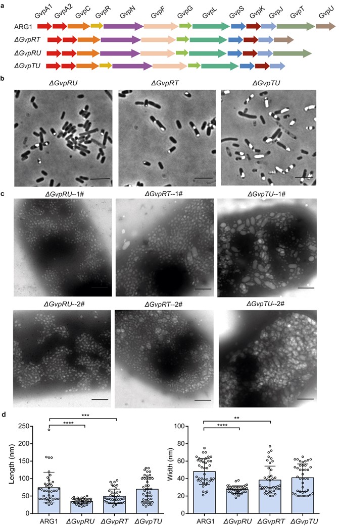 beat365在线体育app