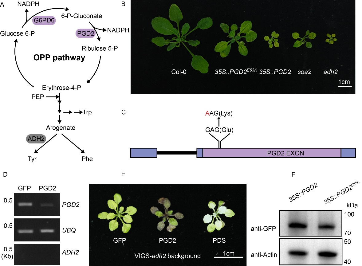 beat365在线体育app