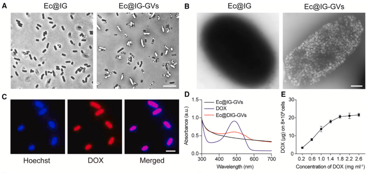 beat365在线体育app