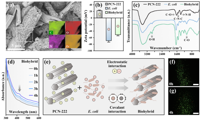 beat365在线体育app