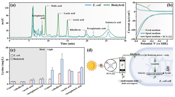 beat365在线体育app