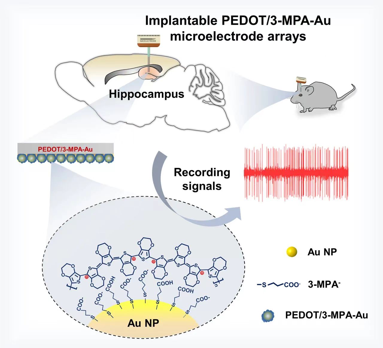beat365在线体育app
