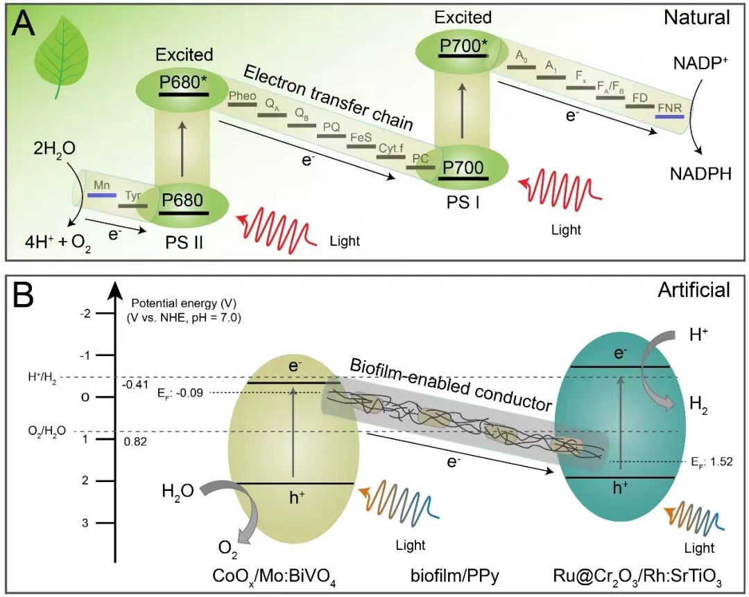 beat365在线体育app