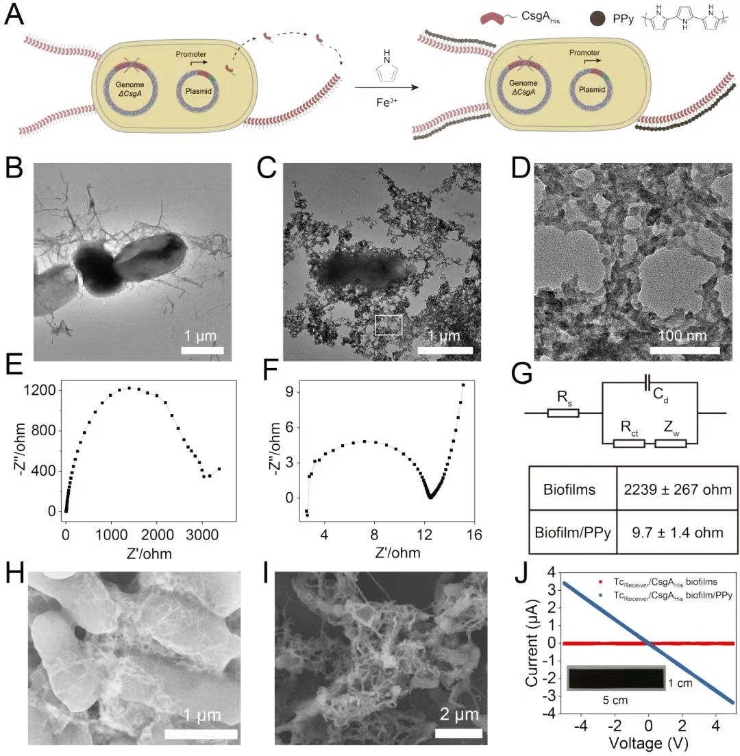 beat365在线体育app