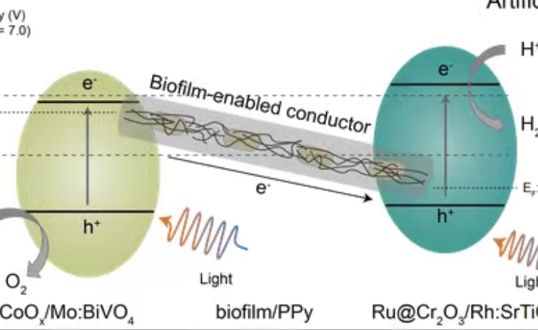 beat365在线体育app