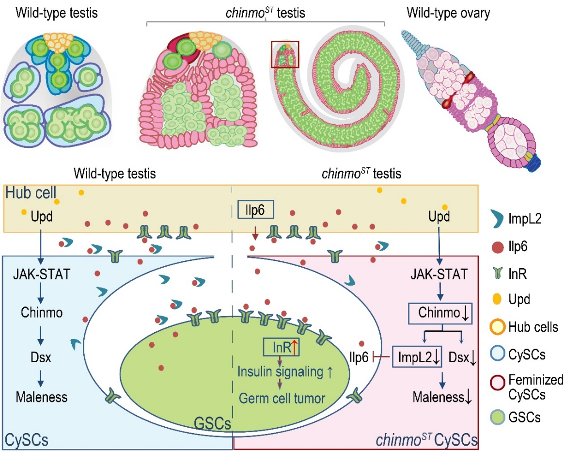 beat365在线体育app