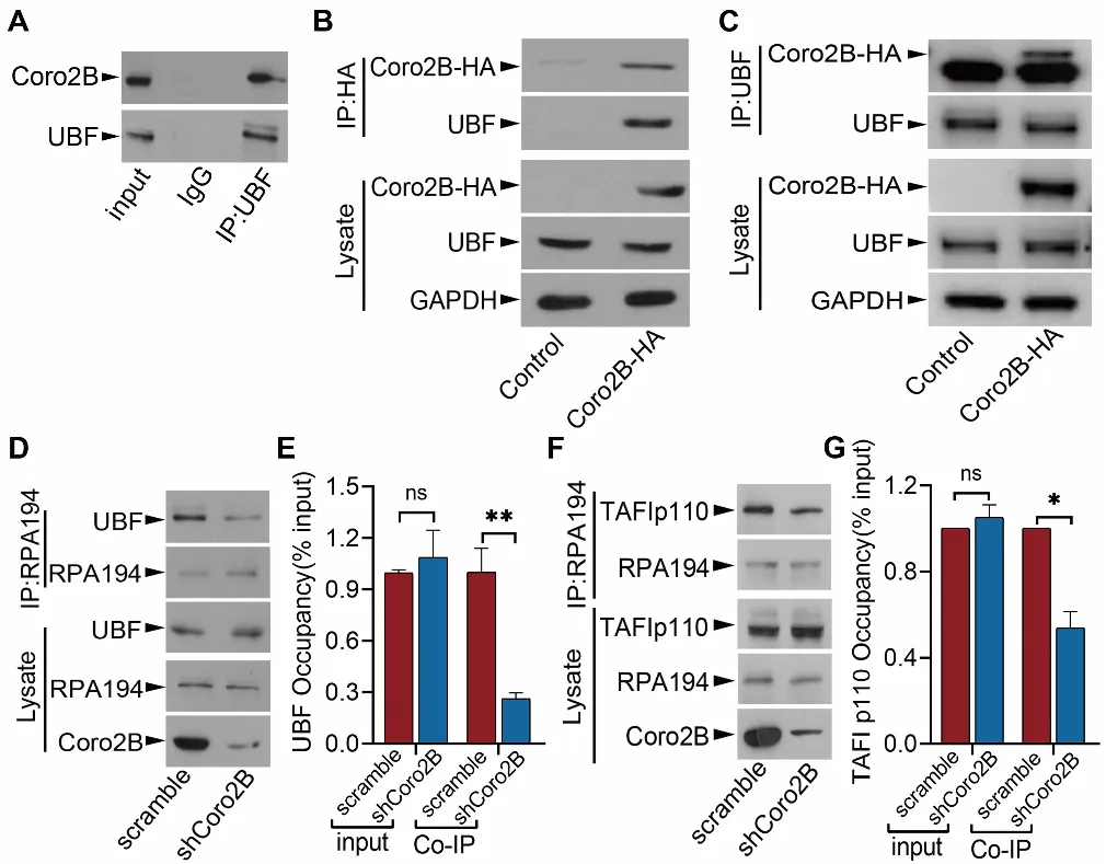 beat365在线体育app