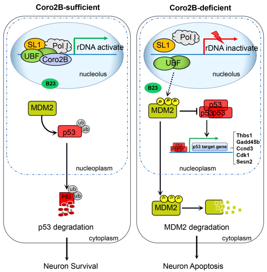 beat365在线体育app