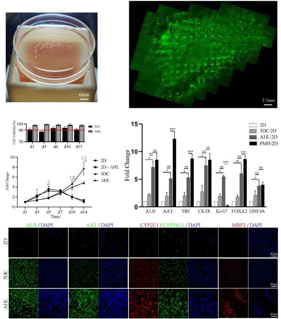 beat365在线体育app