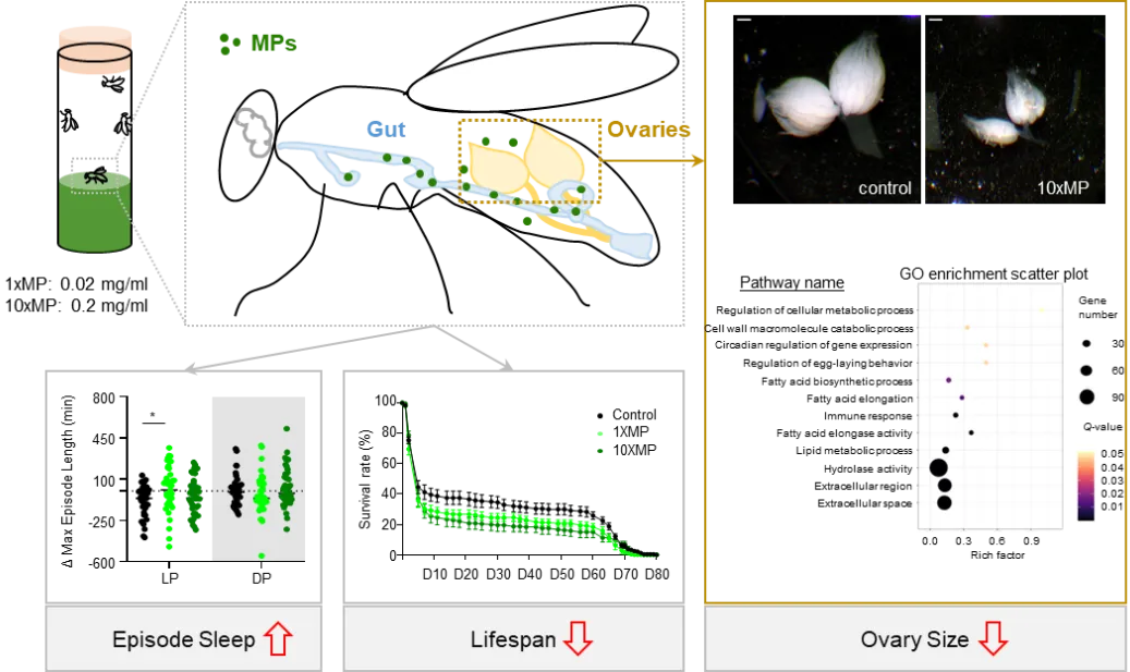 beat365在线体育app