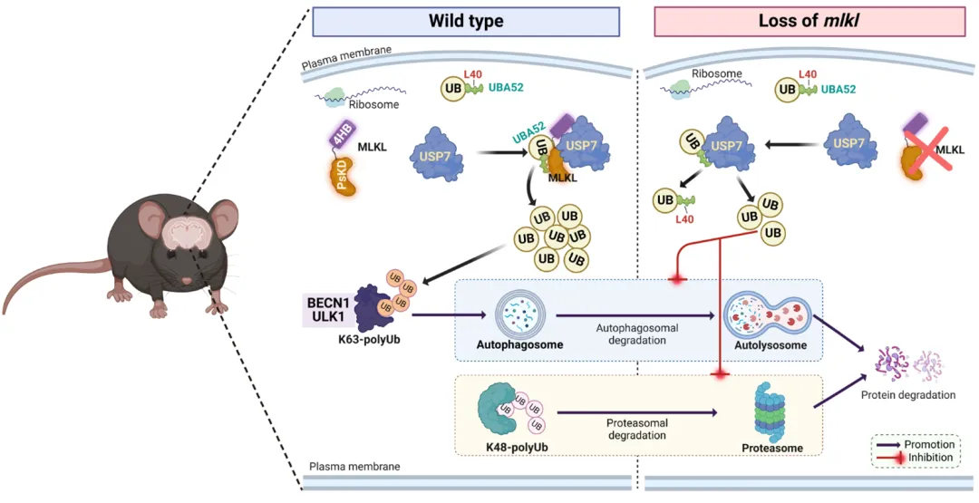 beat365在线体育app