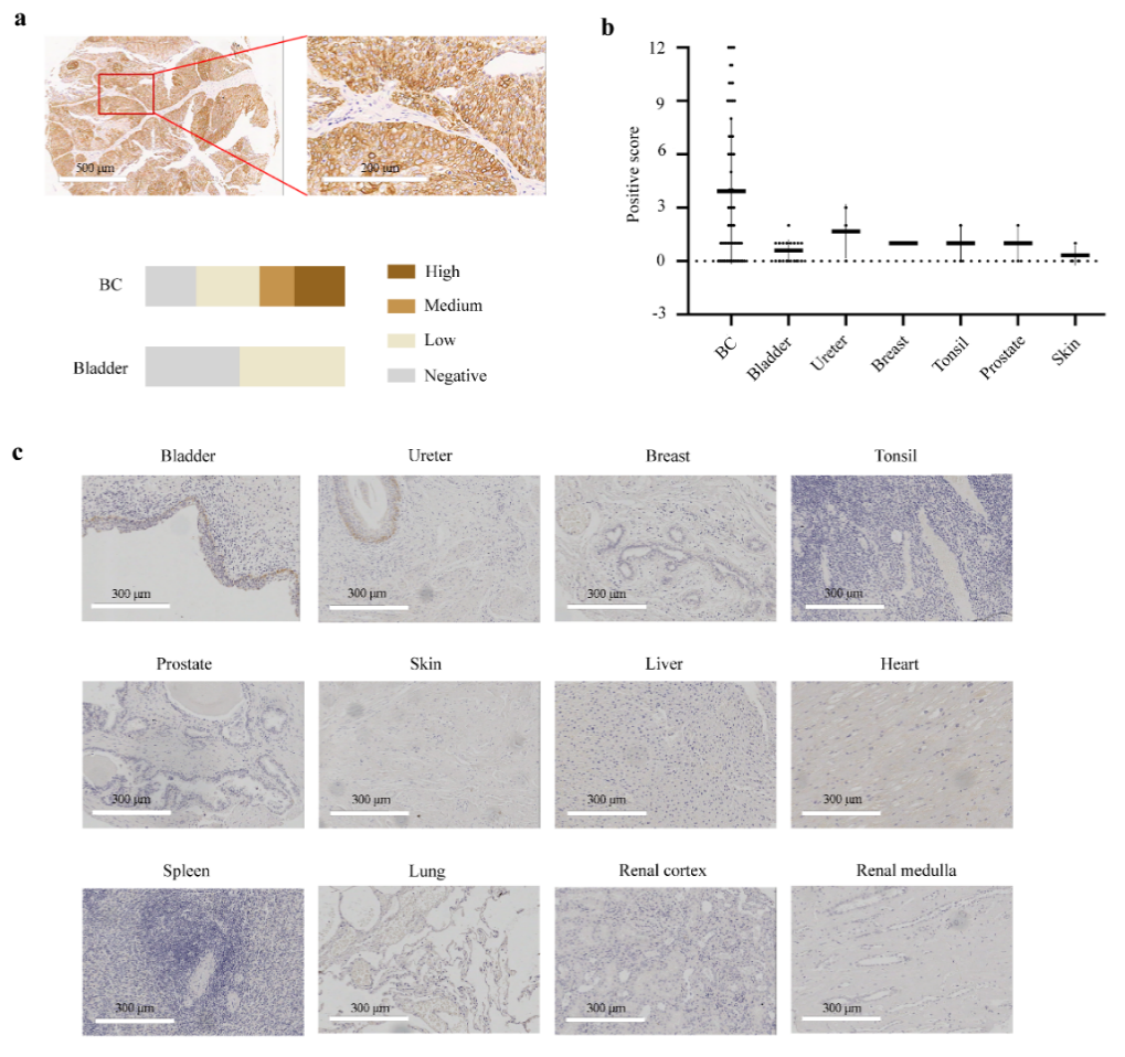 beat365在线体育app