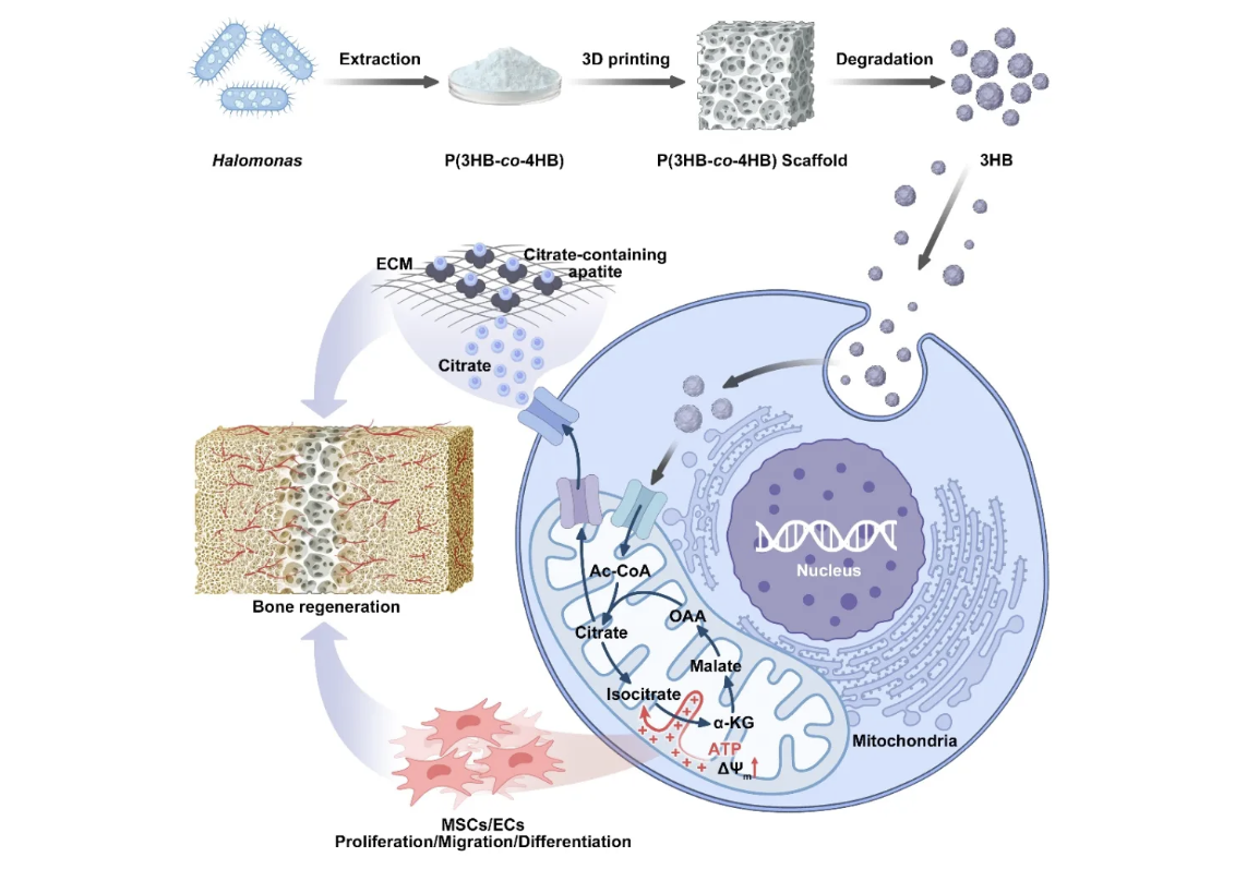 beat365在线体育app