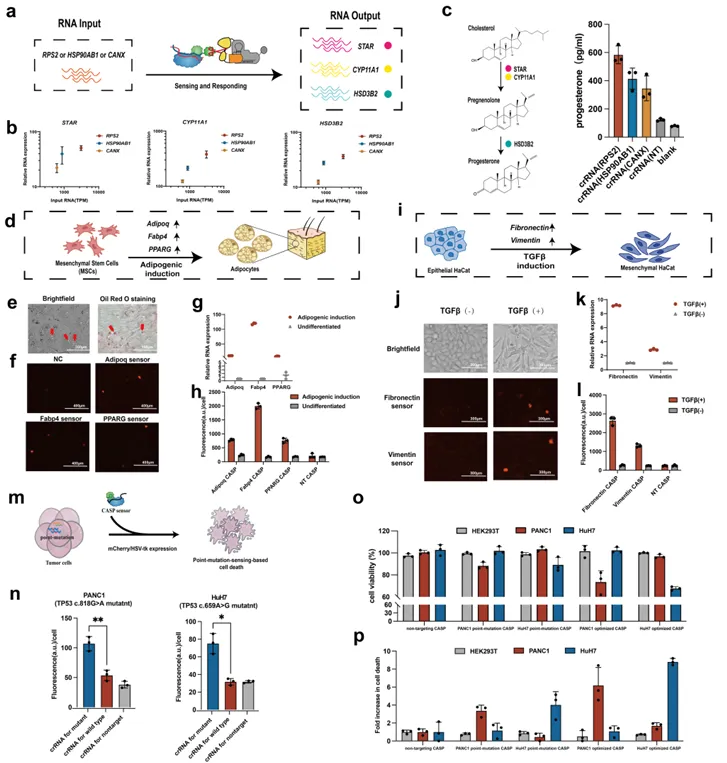 beat365在线体育app