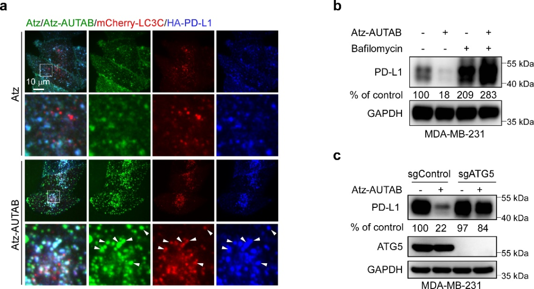 beat365在线体育app