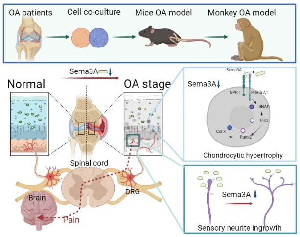 beat365在线体育app