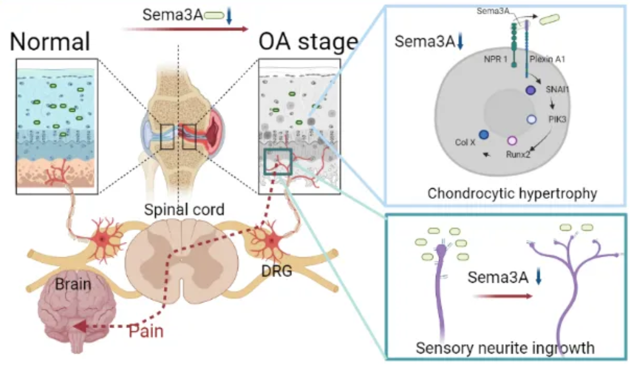 beat365在线体育app
