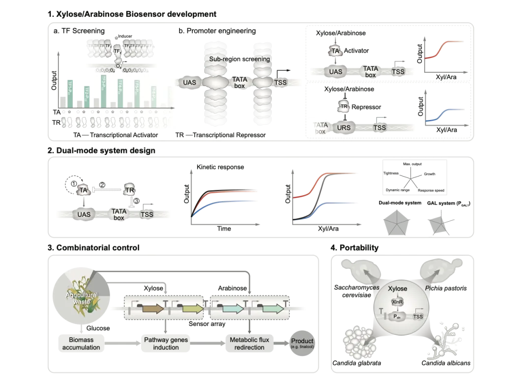beat365在线体育app